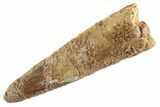 Fossil Pterosaur (Siroccopteryx) Tooth - Morocco #359991-1